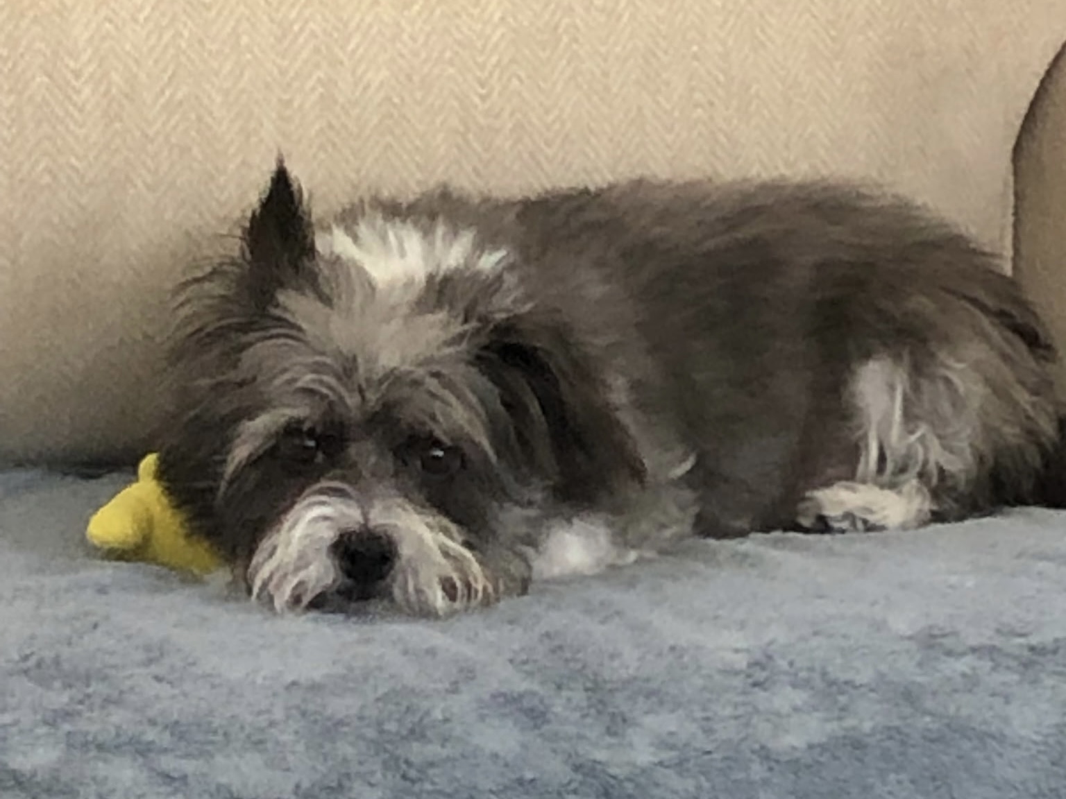 Small gray and white dog resting on a sofa